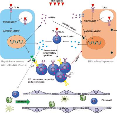 Frontiers | Toll-like Receptor-mediated Innate Immunity Orchestrates ...